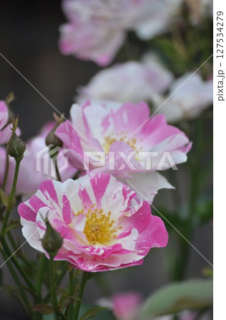 ピンクの薔薇の花びら 127534279