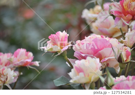 ピンクの薔薇の花びら 127534281