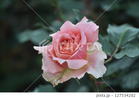 ピンクの薔薇の花びら 127534282
