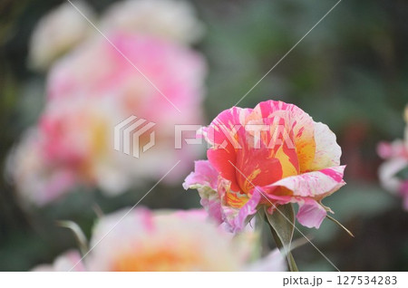 ピンクの薔薇の花びら ピンクの薔薇の花びら 127534283