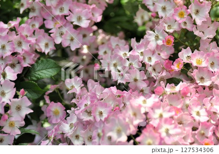 美しいピンクのバラ 127534306