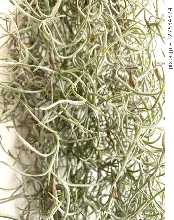 インテリアとしても人気のエアプランツのウスネオイデス(チランジア)1 インテリアとしても人気のエアプランツのウスネオイデス(チランジア)1 127534324