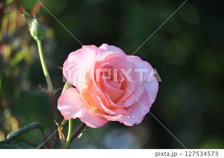 八重咲きの白いバラ 127534573