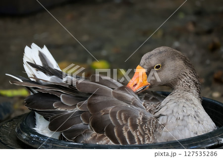 Close up brown goose is rest in water Close up brown goose is rest in water 127535286