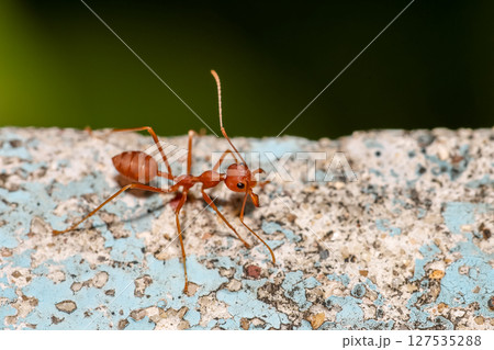 Close up the red ant on old wall 127535288