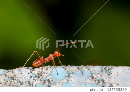 Close up the red ant on old wall 127535289