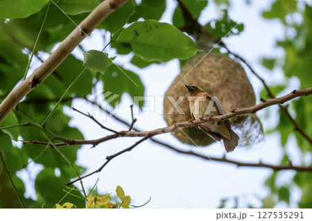 The yellow bird on Build nest from dry stick hay in nature 127535291