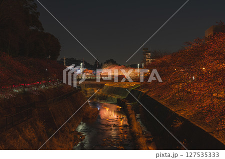 掛川市の掛川城周辺の掛川桜の風景(静岡県) 127535333