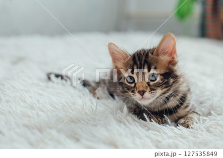 Little bengal kitten on the white fury blanket 127535849