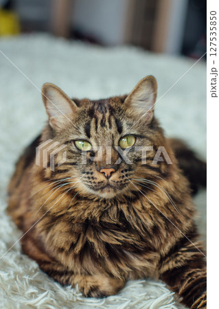 Young cute longhair bengal cat laying on the white blanket. 127535850