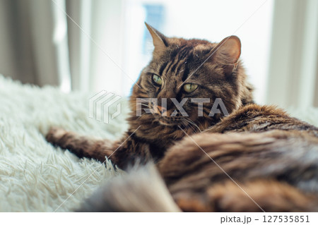 Young cute longhair bengal cat laying on the white blanket. 127535851