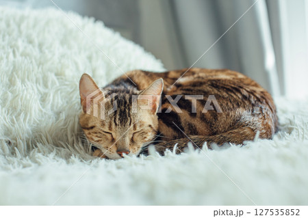 Bengal kitty cat laying on the white fury blanket 127535852