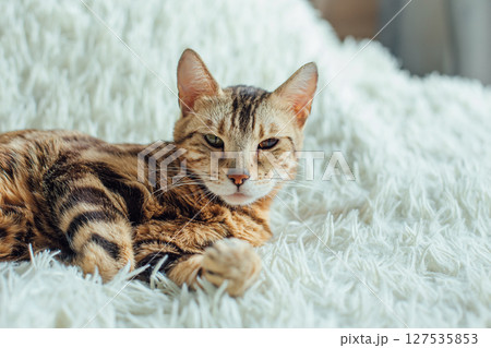 Bengal kitty cat laying on the white fury blanket 127535853