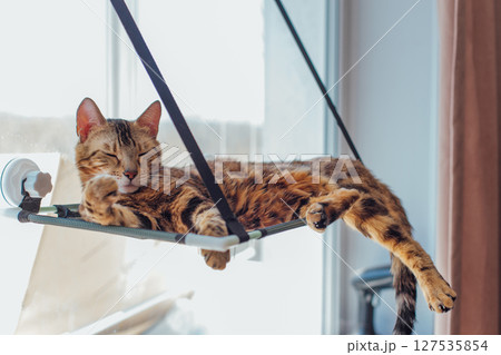 Cute little bengal kitty cat laying on the cat's window bed watching on the room. Cute little bengal kitty cat laying on the cat's window bed watching on the room. 127535854