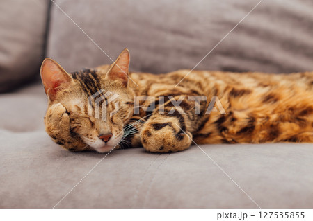 Cute bengal kitty cat laying on sofa 127535855