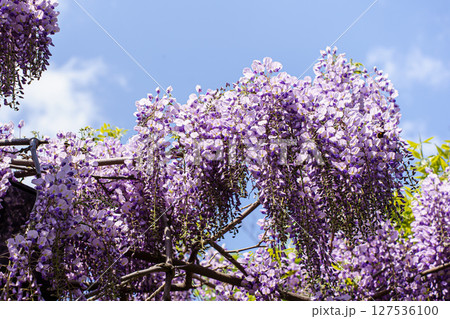 満開の藤の花と青空 満開の藤の花と青空 127536100