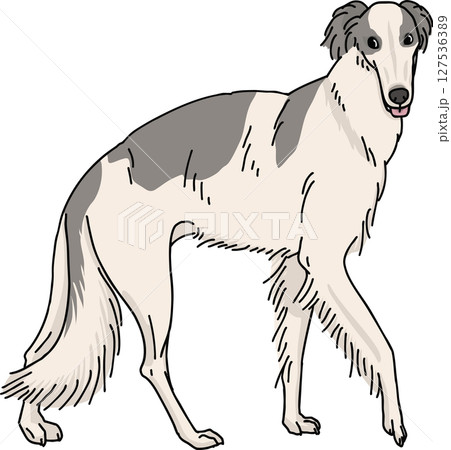 ボルゾイ カラー 背景透過 犬のイラスト ボルゾイ カラー 背景透過 犬のイラスト 127536389