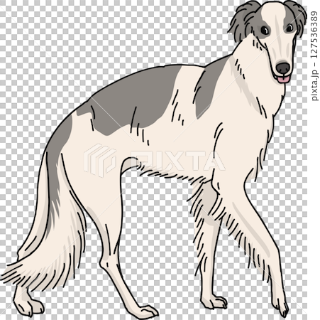 ボルゾイ カラー 背景透過 犬のイラスト ボルゾイ カラー 背景透過 犬のイラスト 127536389