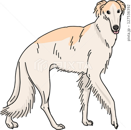 ボルゾイ　カラー　背景透過　犬のイラスト 127536392