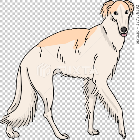 ボルゾイ　カラー　背景透過　犬のイラスト 127536392