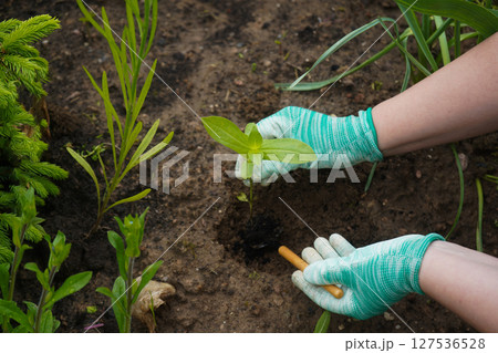 gardener plants flowers in the garden close-up 127536528