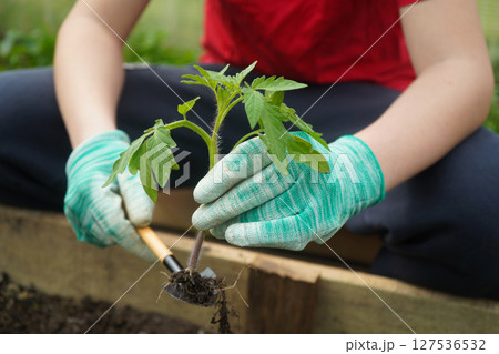 A farmer plants tomatoes in the garden. selective focus. Nature. 127536532
