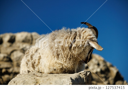 Majestic mountain goat perched on rocky terrain under a clear blue sky during golden hour 127537415