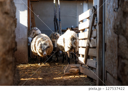 Flocks gather in the barn as evening sunlight casts warm hues over the rustic agricultural setting 127537422