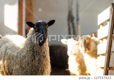 Curious sheep explore a rustic barn filled with warm sunlight in the early afternoon 127537423