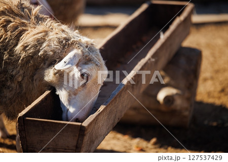 Sheep feeding on a sunny day in a rustic farmyard with warm light illuminating their fluffy coats Sheep feeding on a sunny day in a rustic farmyard with warm light illuminating their fluffy coats 127537429