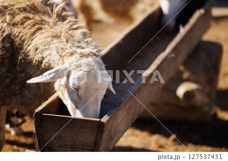 Sheep feeding in a rustic farm setting during a sunny afternoon Sheep feeding in a rustic farm setting during a sunny afternoon 127537431