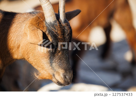 Rustic goat portrait in golden sunlight revealing intricate details of texture and horns 127537433