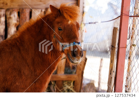 Majestic brown pony gazing thoughtfully from its cozy barn enclosure on a bright sunny day Majestic brown pony gazing thoughtfully from its cozy barn enclosure on a bright sunny day 127537434