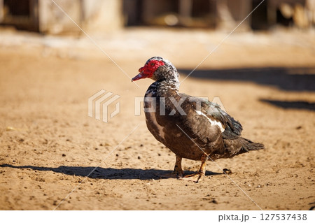 Colorful muscovy duck stands proudly on the warm earth under the bright sunlight at the farm 127537438