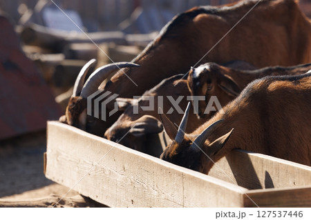 Goats enjoying their meal in a rustic farm setting under the warm afternoon sun 127537446