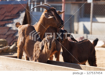 Playful goats gather around a sunny farmyard, showcasing their lively personalities and curious nature 127537454