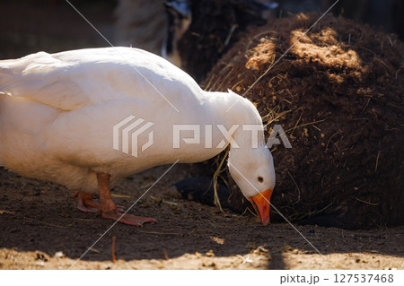 White goose foraging in the warm sunlight near a haystack on a farm during the golden hour White goose foraging in the warm sunlight near a haystack on a farm during the golden hour 127537468