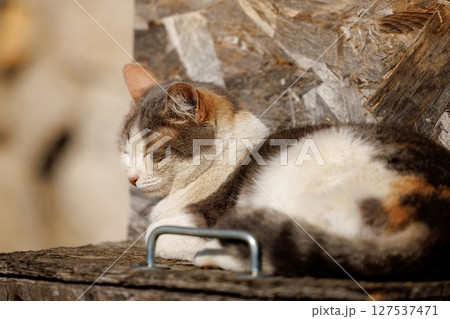 Cozy feline lounging in a sunlit corner, basking in warmth and tranquility amidst rustic surroundings Cozy feline lounging in a sunlit corner, basking in warmth and tranquility amidst rustic surroundings 127537471