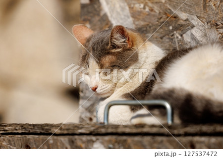 Cozy cat basking in the warm sun on a rustic wooden beam during a tranquil afternoon 127537472