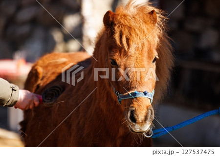 Charming pony receives gentle grooming in a sunlit stable on a warm afternoon in autumn Charming pony receives gentle grooming in a sunlit stable on a warm afternoon in autumn 127537475