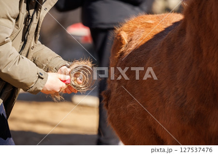 Grooming a gentle horse on a sunny day at the farm in early spring for a delightful experience Grooming a gentle horse on a sunny day at the farm in early spring for a delightful experience 127537476