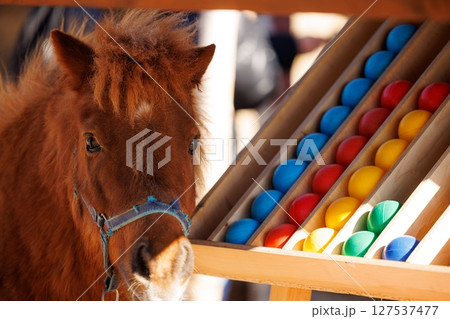 Miniature horse interacting with colorful balls in a festive outdoor setting Miniature horse interacting with colorful balls in a festive outdoor setting 127537477