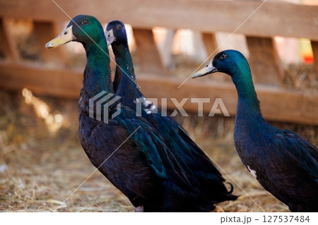 Black-feathered ducks gather in a sunny farmyard surrounded by soft straw and wooden fencing Black-feathered ducks gather in a sunny farmyard surrounded by soft straw and wooden fencing 127537484