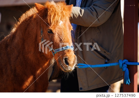 Exploring the close bond between a person and an orange pony in a sunny outdoor stable setting 127537490