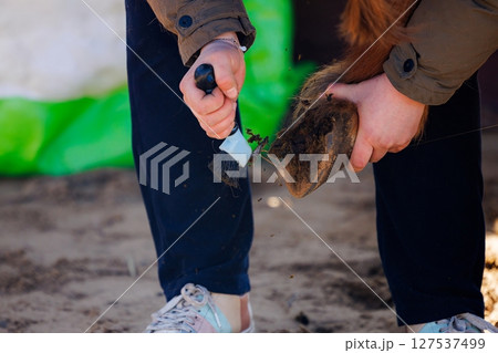 Grooming techniques for healthy horse hooves on a sunny day in the stable yard 127537499