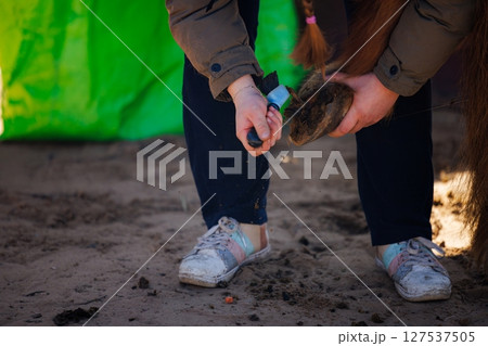 Caring for a horse by trimming its hooves in a sunny outdoor setting during the afternoon 127537505
