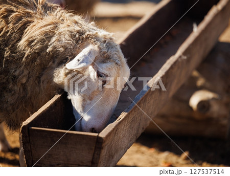 Sheep enjoying a quiet meal at a rustic farm under the warm afternoon sun in a pastoral landscape Sheep enjoying a quiet meal at a rustic farm under the warm afternoon sun in a pastoral landscape 127537514
