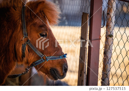 Brown pony curiously gazes through a wooden fence in a sunny pasture setting 127537515
