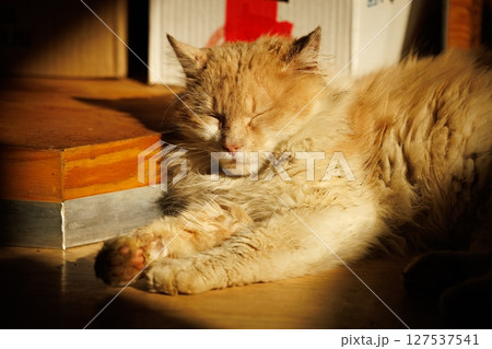 Cozy orange cat enjoying sunlight on a warm wooden floor in a peaceful indoor setting 127537541