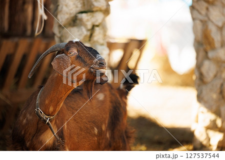 Brown goat standing in rustic setting with sunlight filtering through stone walls during late afternoon hours 127537544